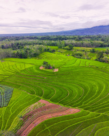 beautiful morning view from Indonesia of mountains and tropical forest