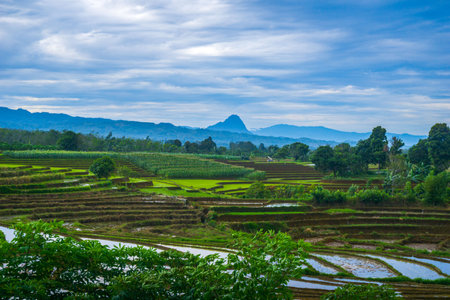 Beautiful morning view indonesia, Panorama Landscape paddy fields with beauty color and sky natural lightの写真素材
