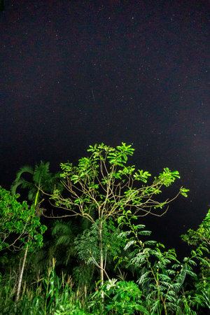 Night starry sky in the jungle, Phuket, Thailandの写真素材
