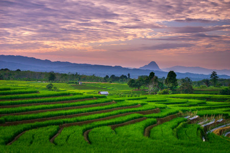 indonesia beauty landscape paddy fields in north bengkulu natural beautiful morning view from Indonesia of mountains and tropical forestの写真素材