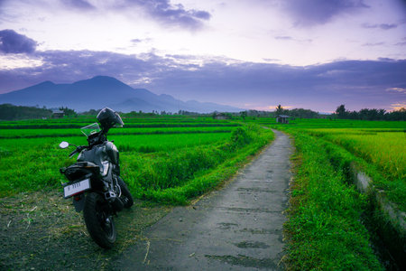 Rice field in the evening at Chiangmai, Thailandの写真素材