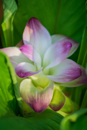 indonesia beauty landscape paddy fields in north bengkulu natural beautiful morning view from Indonesia of mountains and tropical forestの写真素材