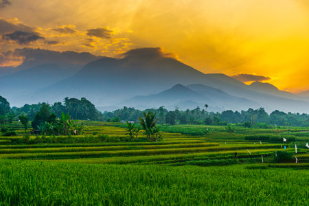 indonesia beauty landscape paddy fields in north bengkulu natural beautiful morning view from...