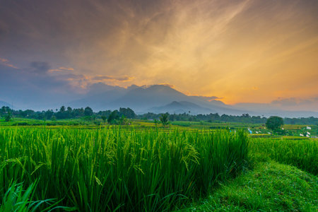 indonesia beauty landscape paddy fields in north bengkulu natural beautiful morning view from...