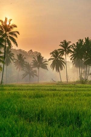 indonesia beauty landscape paddy fields in north bengkulu natural beautiful morning view from Indonesia of mountains and tropical forestの写真素材