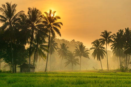 indonesia beauty landscape paddy fields in north bengkulu natural beautiful morning view from Indonesia of mountains and tropical forestの写真素材