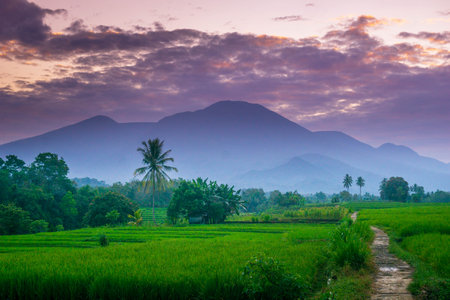 indonesia beauty landscape paddy fields in north bengkulu natural beautiful morning view from...
