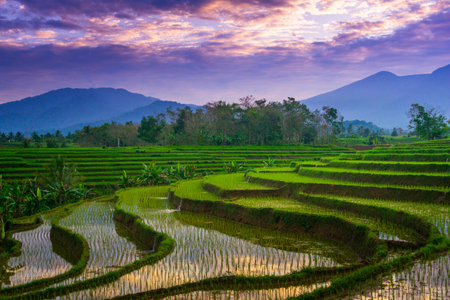 indonesia beauty landscape paddy fields in north bengkulu natural beautiful morning view from...