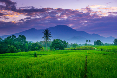 indonesia beauty landscape paddy fields in north bengkulu natural beautiful morning view from Indonesia of mountains and tropical forestの写真素材