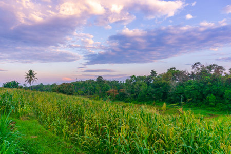 indonesia natural beautiful morning view from Indonesia of mountains and tropical forestの写真素材