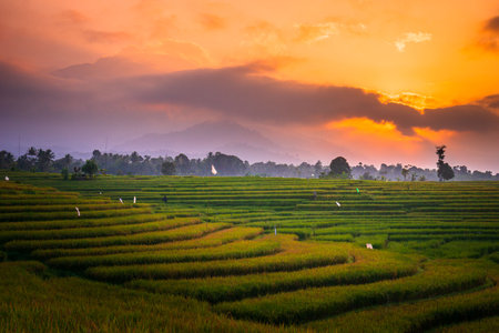 indonesia beauty landscape paddy fields in north bengkulu natural beautiful morning view from Indonesia of mountains and tropical forestの写真素材