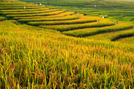 indonesia natural beautiful morning view of mountains and tropical forest