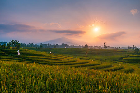 indonesia beauty landscape paddy fields in north bengkulu natural beautiful morning view from Indonesia of mountains and tropical forestの写真素材
