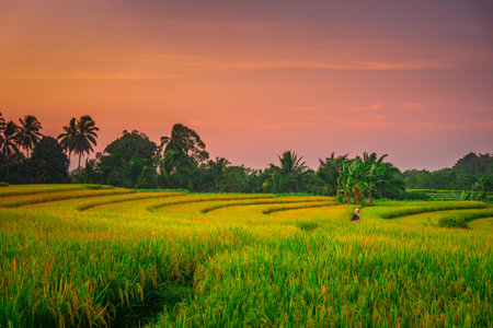 indonesia beauty landscape paddy fields in north bengkulu natural beautiful morning view of mountains and tropical forestの写真素材