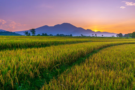 indonesia beauty landscape paddy fields in north bengkulu natural beautiful morning view of mountains and tropical forestの写真素材