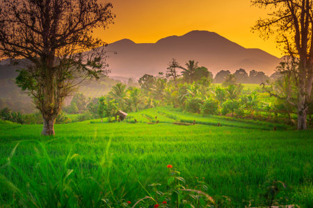 indonesia beauty landscape paddy fields in north bengkulu natural beautiful morning view from Indonesia of mountains and tropical forestの写真素材