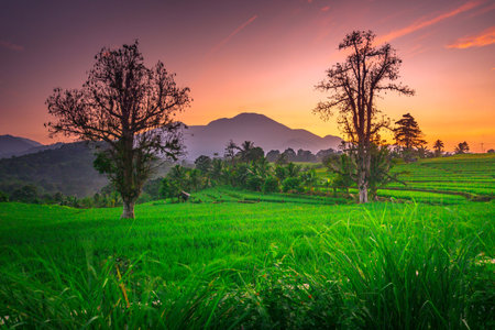 indonesia beauty landscape paddy fields in north bengkulu natural beautiful morning view from...