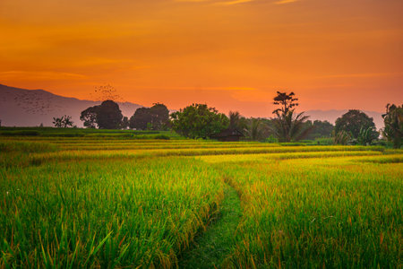 indonesia beauty landscape paddy fields in north bengkulu natural beautiful morning view from Indonesia of mountains and tropical forestの写真素材