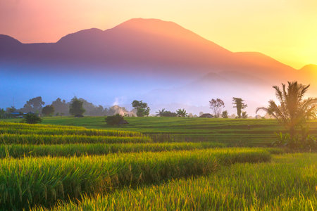 indonesia beauty landscape paddy fields in north bengkulu natural beautiful morning view from Indonesia of mountains and tropical forestの写真素材