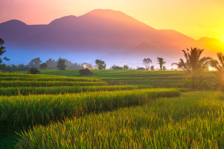 indonesia beauty landscape paddy fields in north bengkulu natural beautiful morning view from Indonesia of mountains and tropical forestの写真素材