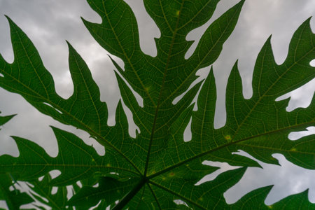 indonesia beauty landscape paddy fields in north bengkulu natural beautiful morning view of mountains and tropical forestの写真素材