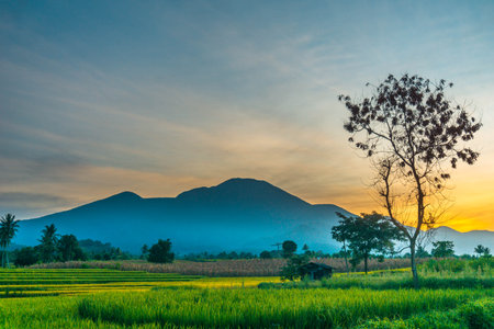 indonesia beauty landscape paddy fields in north bengkulu natural beautiful morning view from Indonesia of mountains and tropical forestの写真素材
