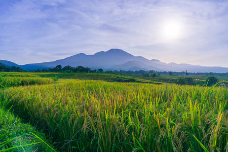 indonesia beauty landscape paddy fields in north bengkulu natural beautiful morning view from Indonesia of mountains and tropical forestの写真素材