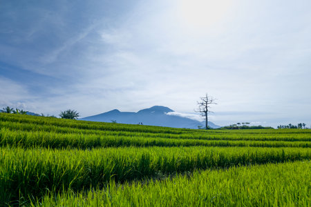 indonesia natural beautiful morning view of mountains and tropical forestの写真素材