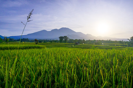 indonesia beauty landscape paddy fields in north bengkulu natural beautiful morning view from Indonesia of mountains and tropical forestの写真素材