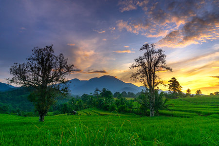 indonesia beauty landscape paddy fields in north bengkulu natural beautiful morning view from...