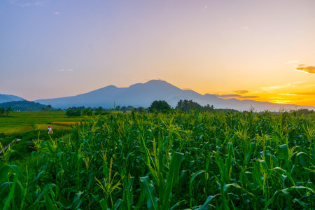 indonesia beauty landscape paddy fields in north bengkulu natural beautiful morning view from Indonesia of mountains and tropical forestの写真素材