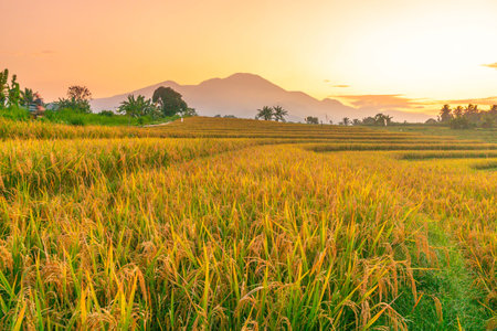 indonesia beauty landscape paddy fields in north bengkulu natural beautiful morning view from Indonesia of mountains and tropical forestの写真素材
