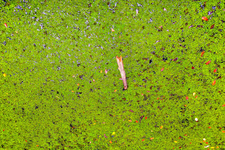indonesia beauty landscape paddy fields in north bengkulu natural beautiful morning view of mountains and tropical forestの写真素材