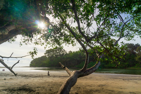 indonesia beauty landscape paddy fields in north bengkulu natural beautiful morning view from Indonesia of mountains and tropical forestの写真素材