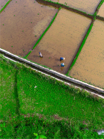 indonesia beauty landscape paddy fields in north bengkulu natural beautiful morning view from Indonesiaの写真素材