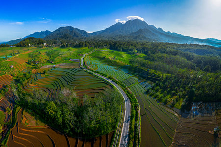 indonesia beauty landscape paddy fields in north bengkulu natural beautiful morning view from...