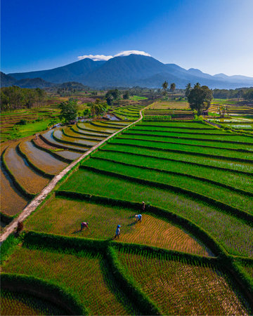 indonesia beauty landscape paddy fields in north bengkulu natural beautiful morning view from Indonesia of mountains and tropical forestの写真素材