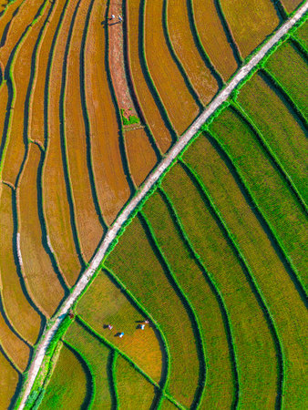 indonesia beauty landscape paddy fields in north bengkulu natural beautiful morning view from Indonesia of mountains and tropical forestの写真素材