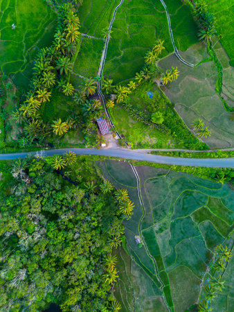 indonesia beauty landscape paddy fields in north bengkulu natural beautiful morning view from Indonesia of mountains and tropical forestの写真素材