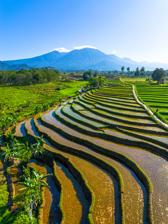 indonesia beauty landscape paddy fields in north bengkulu natural beautiful morning view of mountains and tropical forestの写真素材