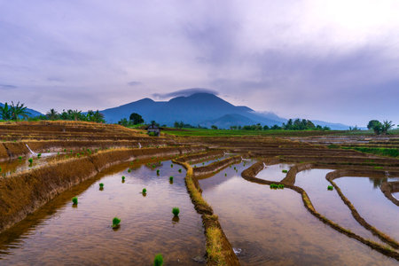 indonesia beauty landscape paddy fields in north bengkulu natural beautiful morning view from Indonesia of mountains and tropical forestの写真素材
