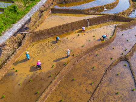 indonesia beauty landscape paddy fields in north bengkulu natural beautiful morning view of mountains and tropical forestの写真素材