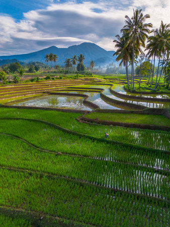 indonesia beauty landscape paddy fields in north bengkulu natural beautiful morning view from Indonesia of mountains and tropical forestの写真素材