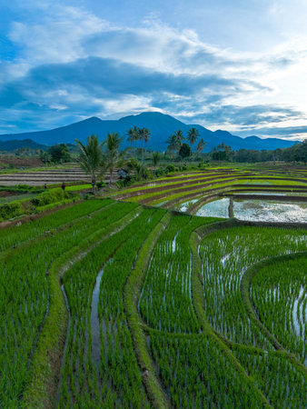 indonesia beauty landscape paddy fields in north bengkulu natural beautiful morning view from Indonesia of mountains and tropical forestの写真素材