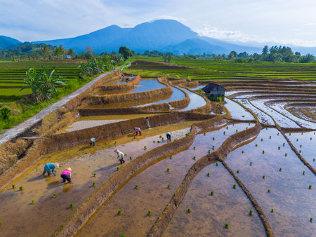 indonesia beauty landscape paddy fields in north bengkulu natural beautiful morning view from Indonesia of mountains and tropical forestの写真素材