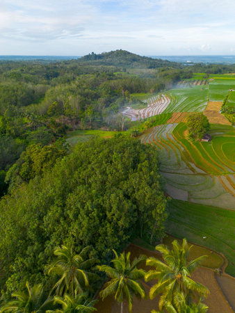 indonesia beauty landscape paddy fields in north bengkulu natural beautiful morning view of mountains and tropical forestの写真素材