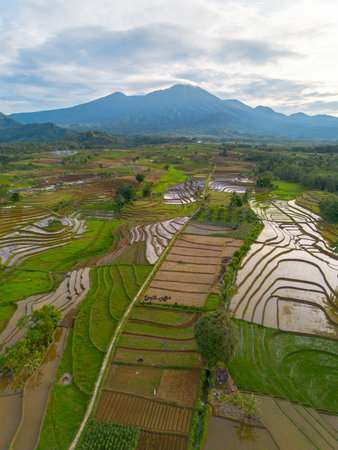 indonesia beauty landscape paddy fields in north bengkulu natural beautiful morning view from Indonesia of mountains and tropical forestの写真素材