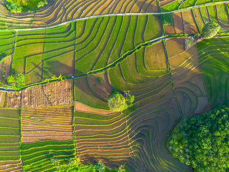 indonesia beauty landscape paddy fields in north bengkulu natural beautiful morning view from Indonesia of mountains and tropical forestの写真素材