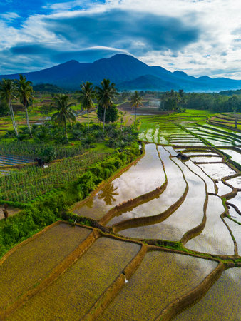 indonesia beauty landscape paddy fields in north bengkulu natural beautiful morning view from Indonesia of mountains and tropical forestの写真素材