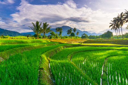 indonesia beauty landscape paddy fields in north bengkulu natural beautiful morning view from Indonesia of mountains and tropical forestの写真素材